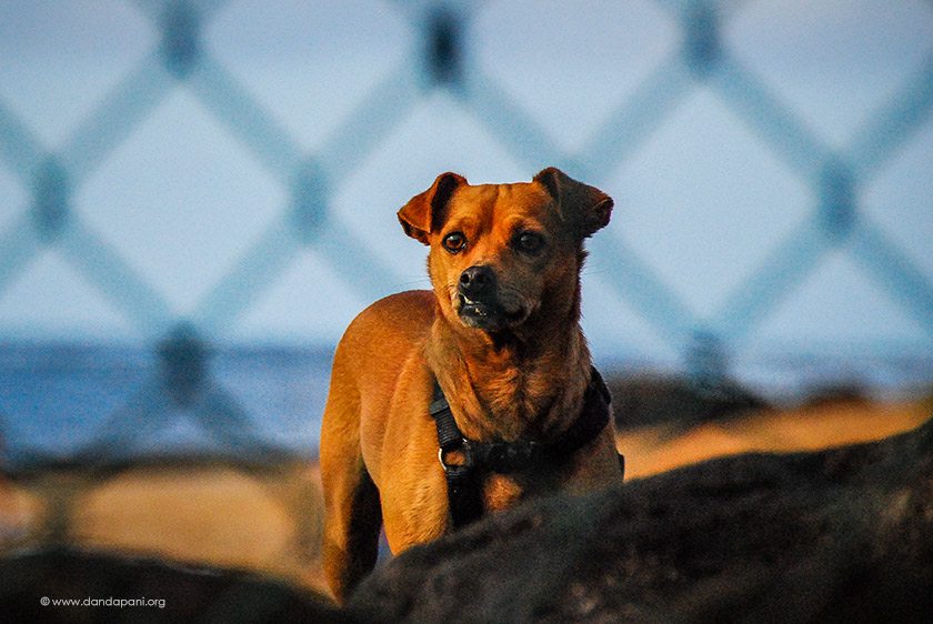 Awareness, the Dog