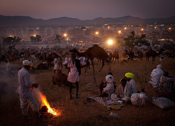 Evening Scene at the Pushkar Camel Fair image