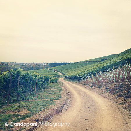 The dirt roads that went up and down the hills through the vineyards.