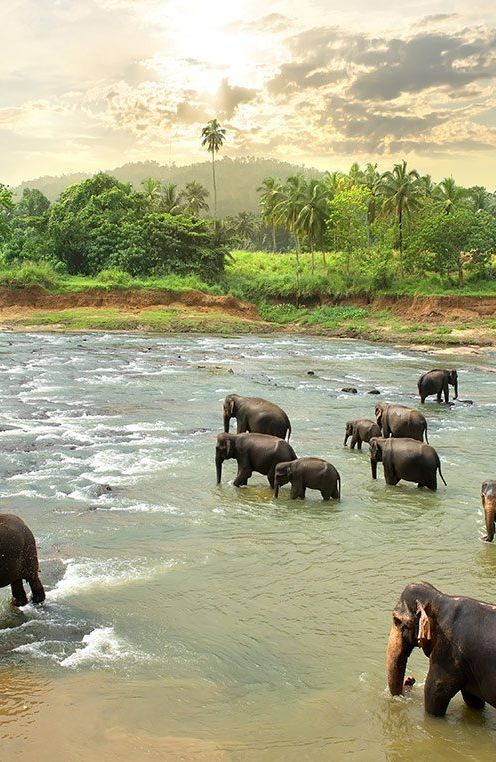 sri-lanka-dandapani-yoga-meditation-retreat