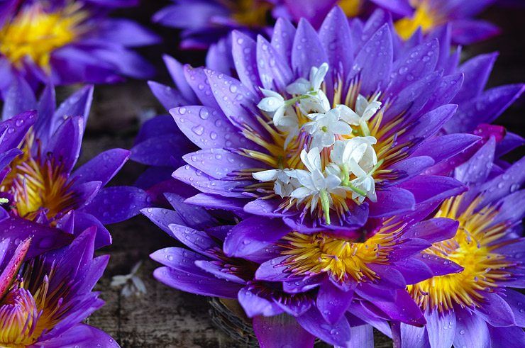 lily flowers