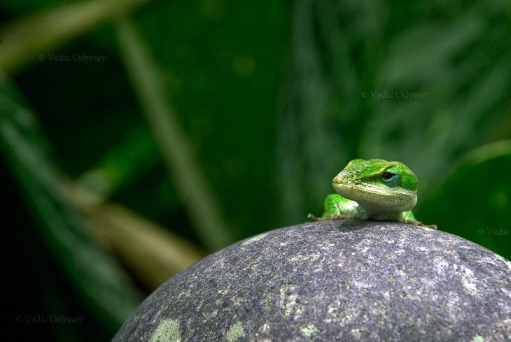 A gecko rests on top of a stone statue, enjoying the warmth of the stone. Kauai, Hawaii.