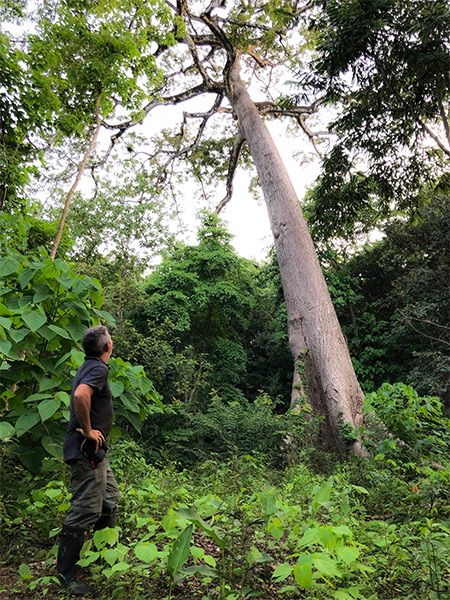 Nick loves our giant Ceiba Pentandra tree. It truly is magnificent.