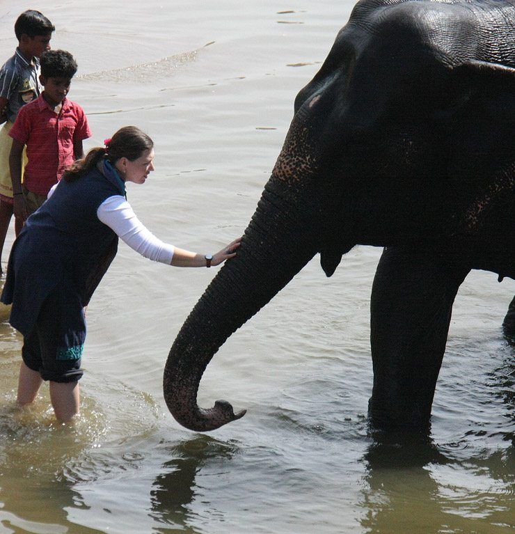 Bathing the Elephant image