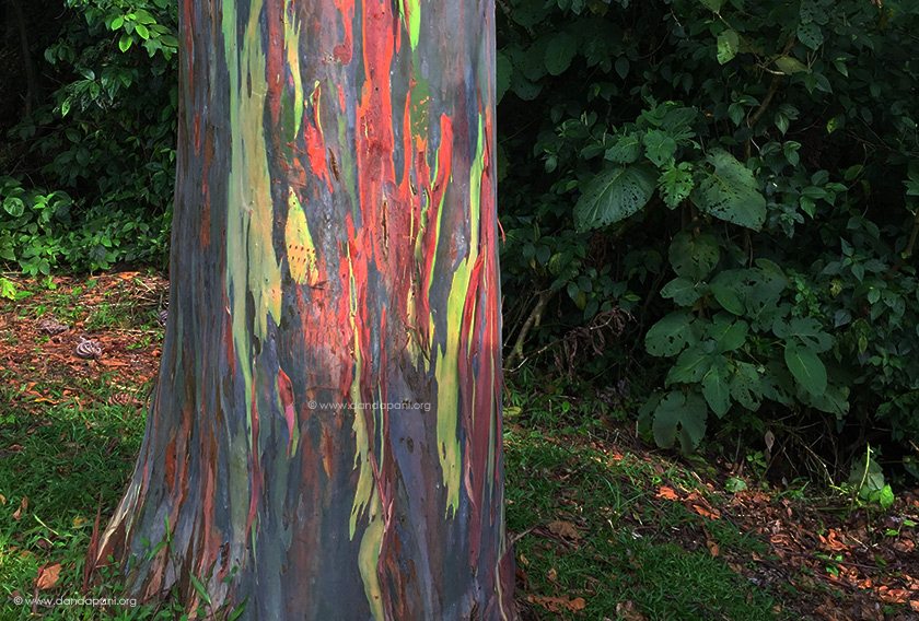 The search for exotic plants