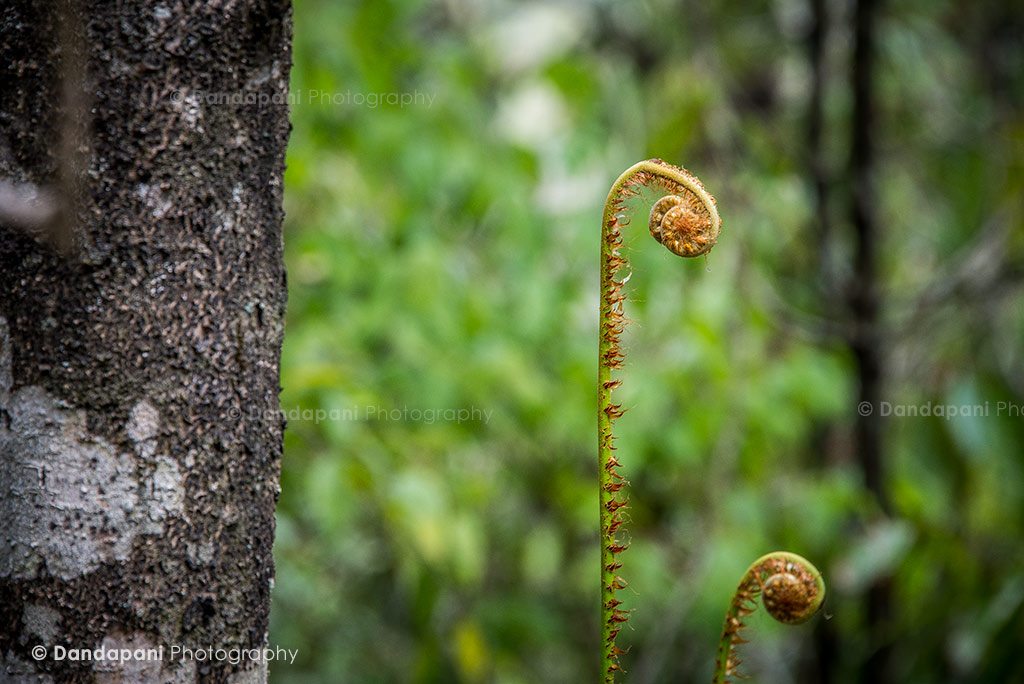 Day 1 Mardi Himal Trek - Annapurna Range, Himalayas