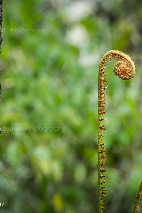 Beautiful ferns everywhere