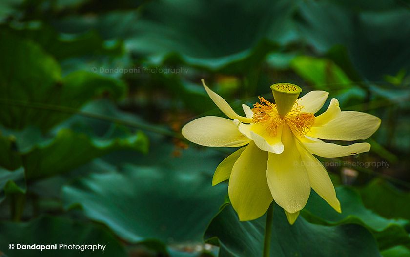 The Transitory Nature of Life