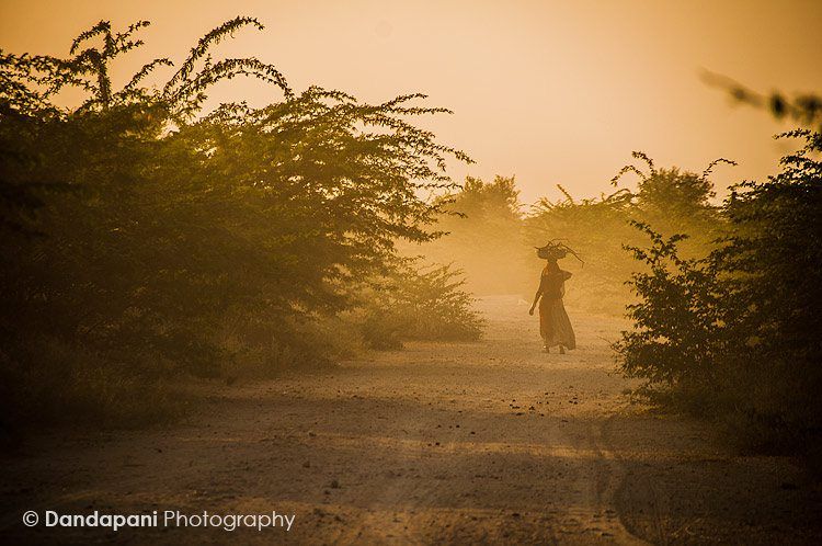 A villager carries a pile of firewood on her head, heading home at sunset along a dusty dirt road. East of Jodhpur, Rajasthan.