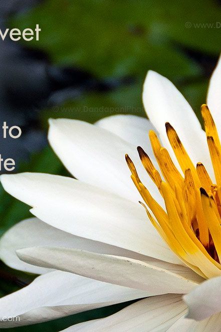 Life is a sweet sauce that you add to meditation to make it taste good