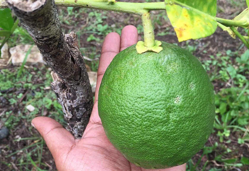 A giant citrus. One of the many trees that are bearing fruit.