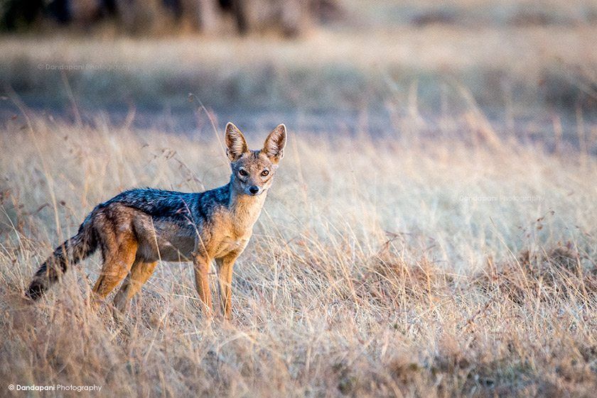 Jackal