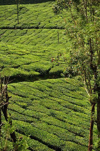 Periyar or Thekaddy in the western ghats of Kerala in South India is a refuge of lush green forests, tea and spice plantations.