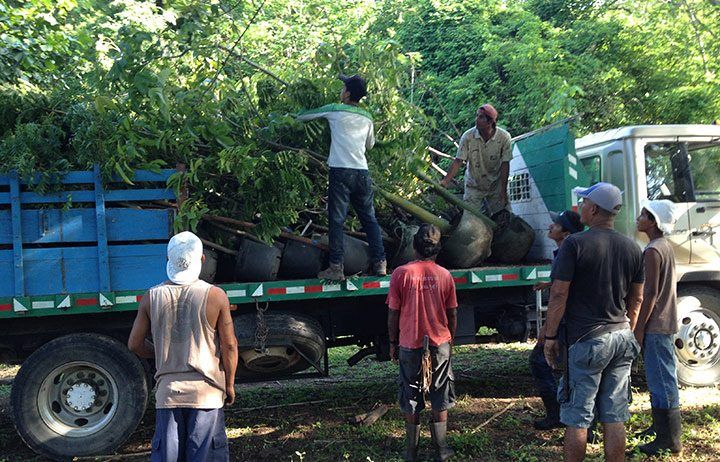 Unloading the truck took a while and needed to be done carefully in order not to damage any of the trees.