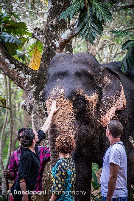 serenity-kerala-lakshmi-elephants