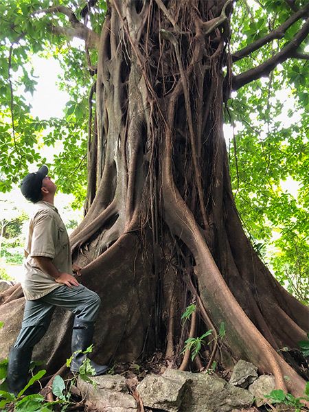Ashram banyan tree grows bigger every day....