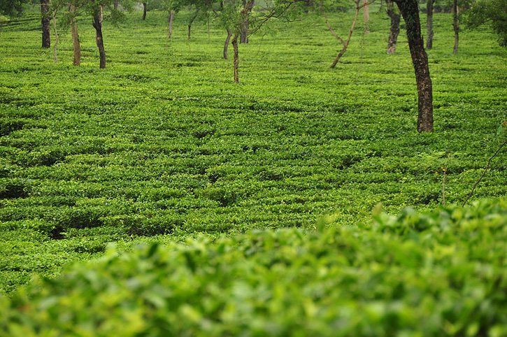 The winding road to Darjeeling from Bagdogra, the nearest airport 93kms aways