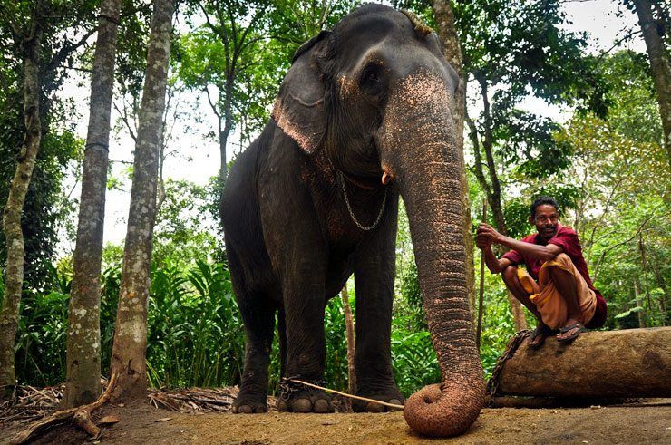 mahoot-elephant-kerala