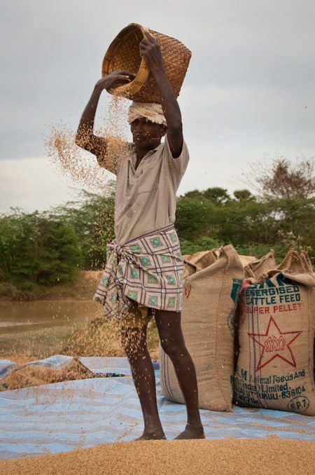 Rice, food of the south image