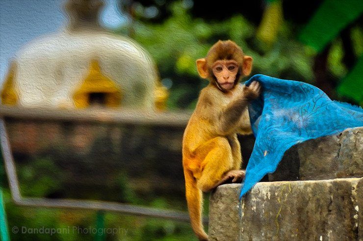 Spiritual Monkey, Nepal image