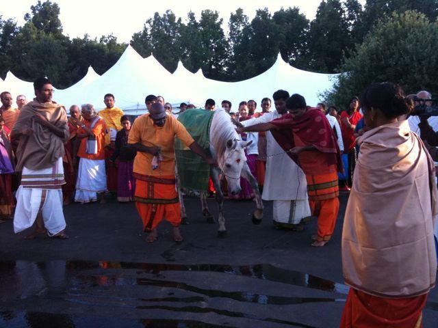 Cow and Horse Blessing image