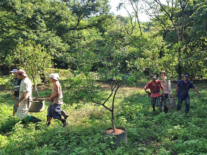 The first part of the morning was getting all the trees to the spots that they were to be planted in.