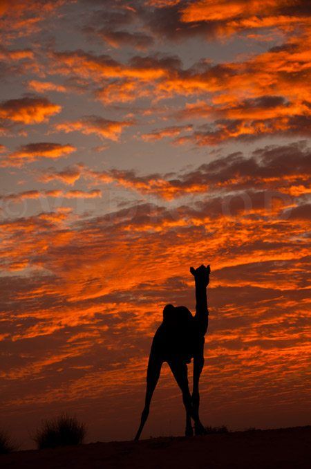 A night in the Great Thar Desert image