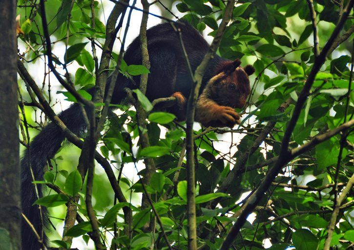 Giant Malabar Squirrel in Periyar National park. Periyar or Thekaddy in the western ghats of Kerala in South India is a refuge of lush green forests, tea and spice plantations.