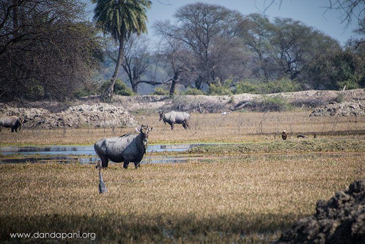 We saw so much wildlife. It's the most I've ever seen in all my visits to national parks in India