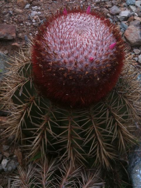 Developing Willpower and Concentration image