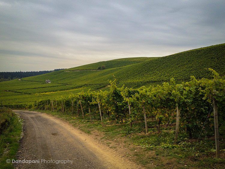 Germany's gorgeous wine country image