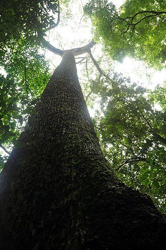 Periyar or Thekaddy in the western ghats of Kerala in South India is a refuge of lush green forests, tea and spice plantations.