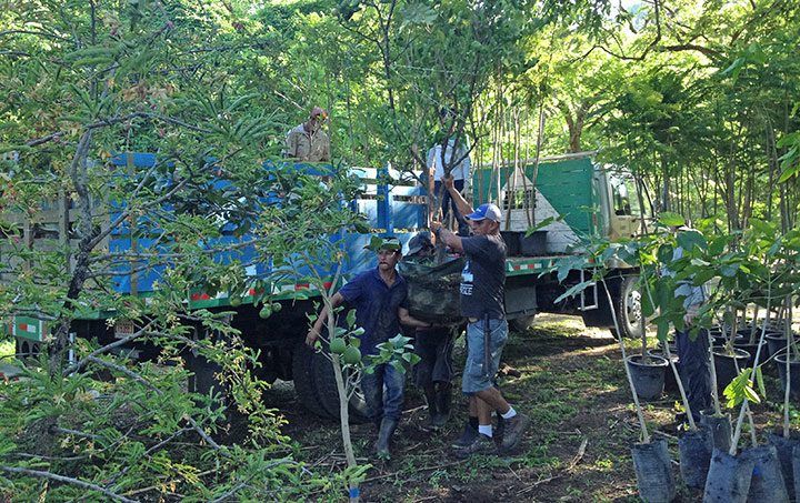 costa-rica-tree-planting-driveway-03
