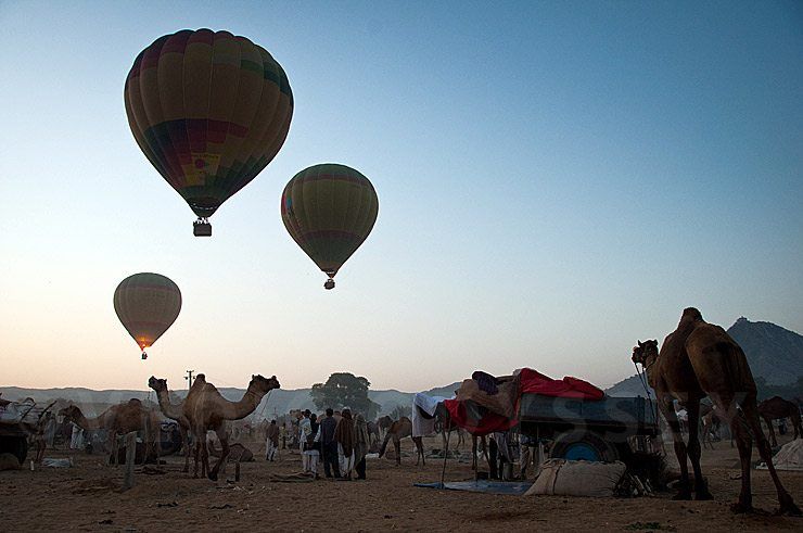 Morning Scene at the Pushkar Camel Fair image
