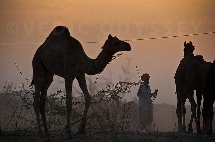 Pushkar Camel Fair