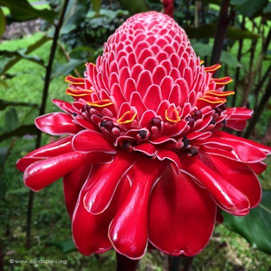 costa-rica-torch-ginger