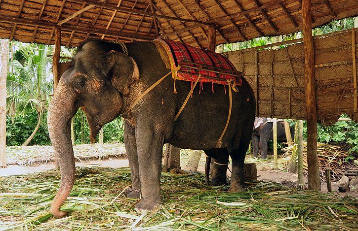 Periyar or Thekaddy in the western ghats of Kerala in South India is a refuge of lush green forests, tea and spice plantations.