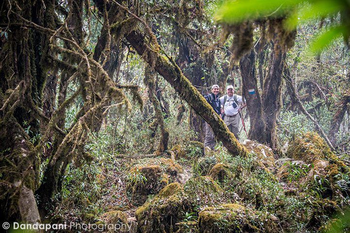 07-annapurna-range-mardi-route-rhododendron-forests