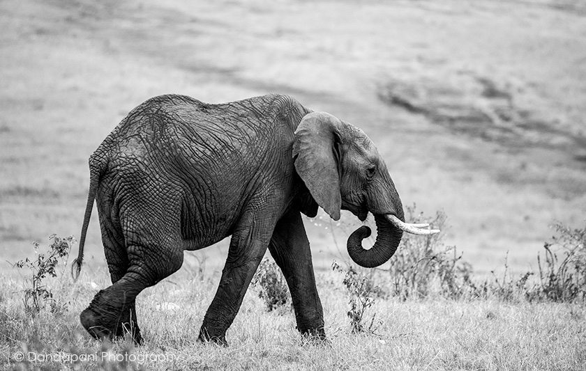 Kenya – The Craddle of Life, Part 2