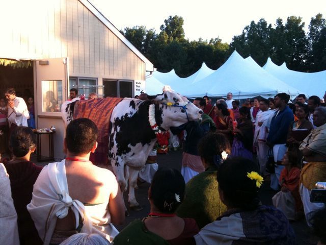 Cow and Horse Blessing image