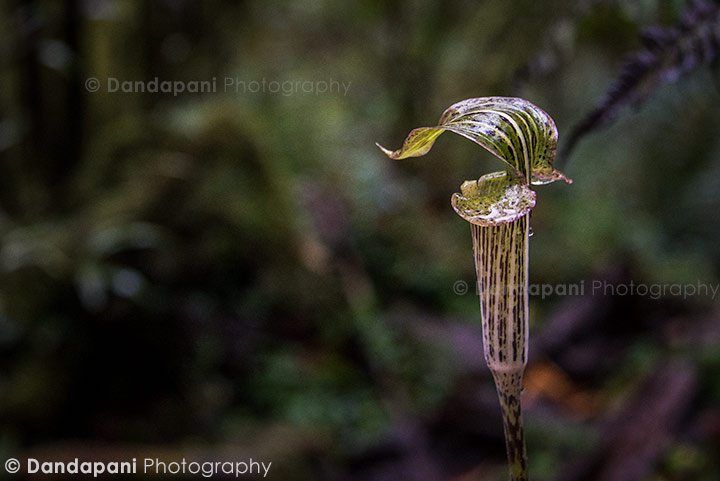 If I recall correctly our guide called this the cobra plant