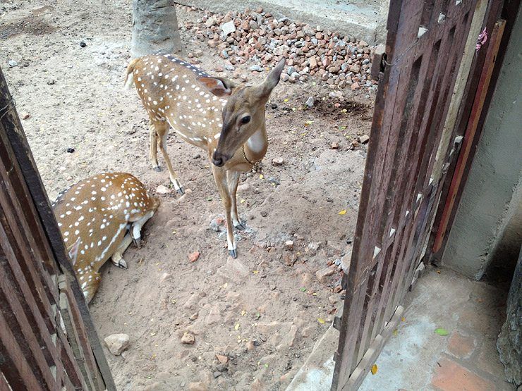 A Deer Friend in Swamimalai image
