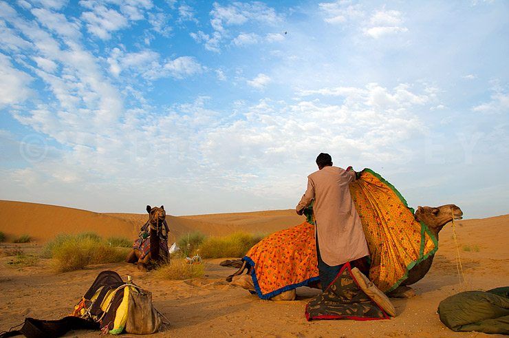 Camels in the desert Rajasthan