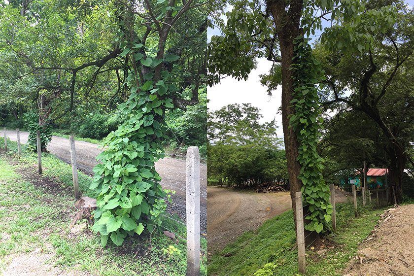 The flowering vines we planted on trees along the fence line are doing really well. When we planted them, they were about 12 to 18 inches high and now, a year later, you can see they are well over 20 feet tall.