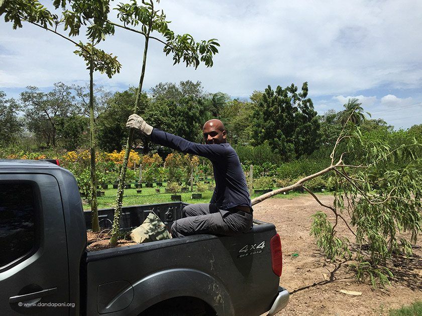 Acquiring a couple Kapok trees for our friend Brennan who runs Cocobolo Nursery in Liberia.
