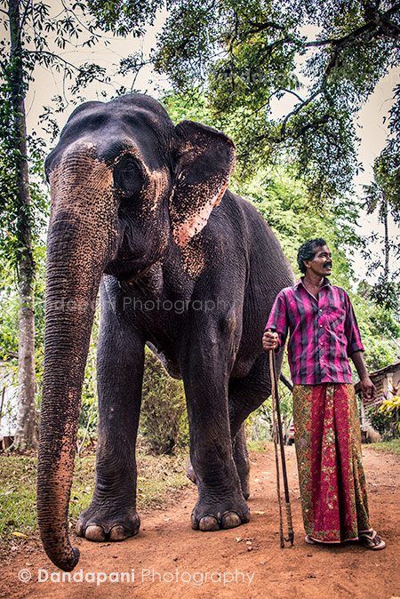 serenity-kerala-lakshmi-elephant