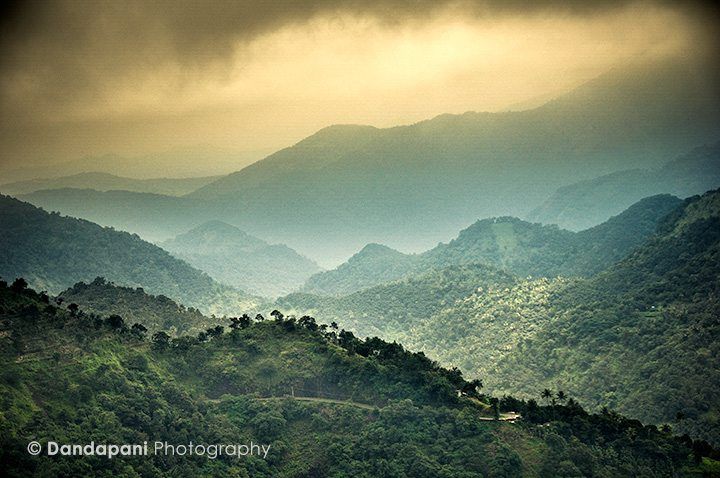 The beautiful lush Kerala hills are where a majority of the spices are grown.