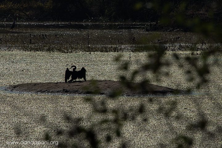 Bharatpur Bird Sanctuary - A Haven of Life