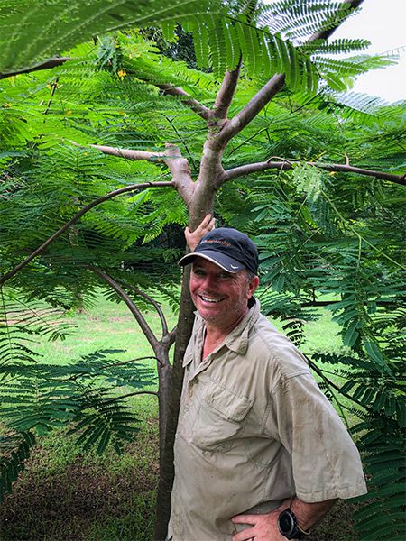 The many Delonix Regia trees that Nick pruned along the Ashram driveway.