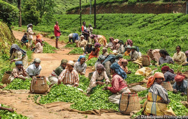 tea-plantations-periyar-south-india-meditation-retreat